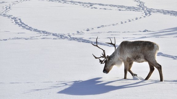 Image result for uv light reindeer