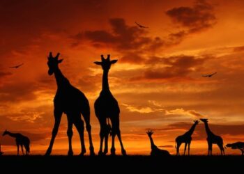 Africa’s greener and pleasant lands