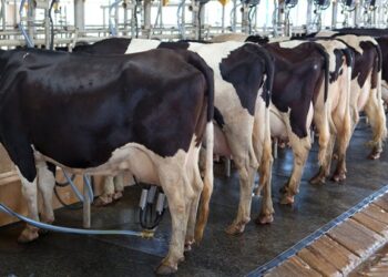 Energy efficiency scheme to help Irish dairy farmers milk savings