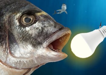 Cod LEDs have their plaice in energy efficient fishing?