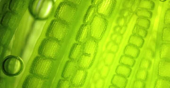 Green algae cells
