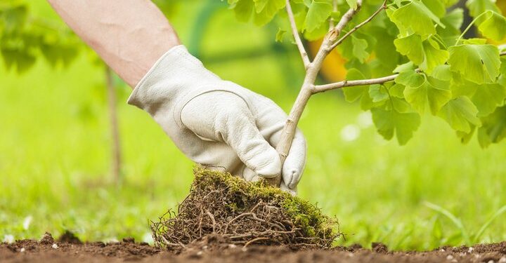Tree planting