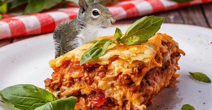 Squirrel lasagne