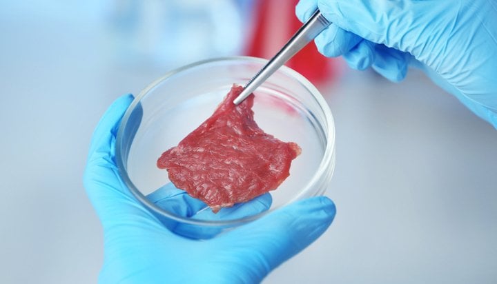 Meat being examined in a lab