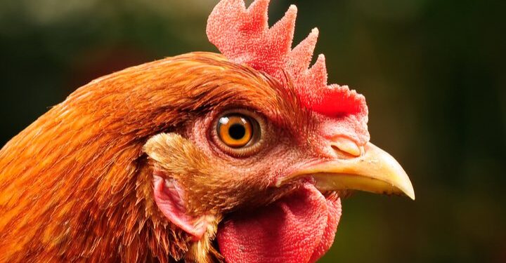 Chicken