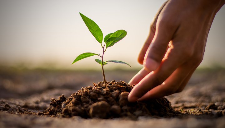 Tree planting