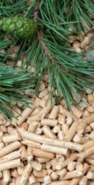 MPs say ‘time to rethink biomass subsidies’