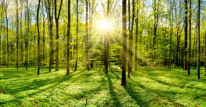 Cornwall Council’s climate plan grows roots with £30m forest scheme