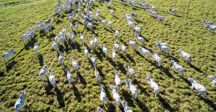 Eat less meat to help tackle climate change, says UN