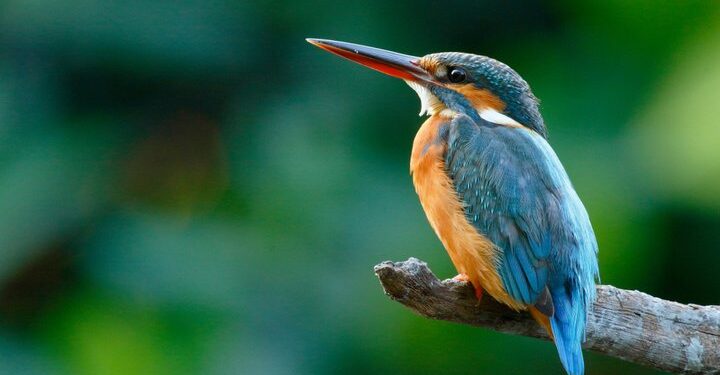 Many bird and animal species ‘not adapting fast enough to climate change’
