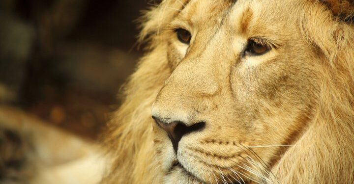 Bristol Zoo leaps towards greener future with renewable deal