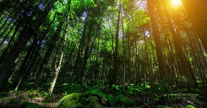 New $7.1m forestry project to help nations meet climate change commitments