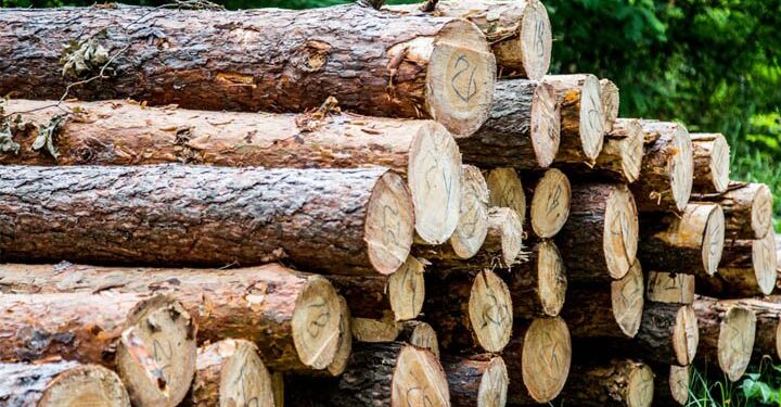 UN calls for urgent action to address biomass use in Africa