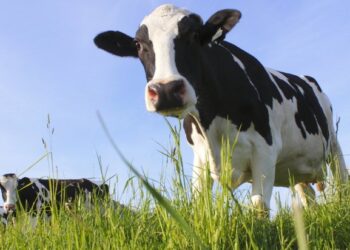 New partnership mooves to convert dairy methane to natural gas