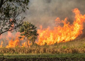 Australian bushfire emissions since August reach 250 million tonnes