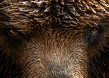 Warmer temperatures cause Russian bears to wake from hibernation early