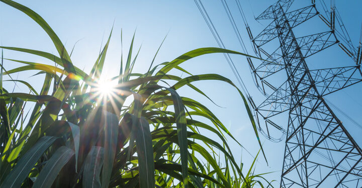 US to provide $75m for sustainable bioenergy crops