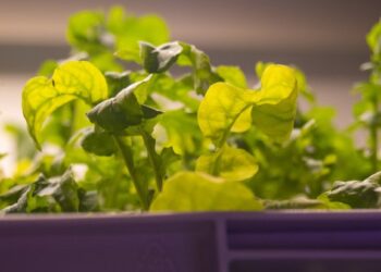 Green agri-tech firm LettUs Grow lands £400k of seed funding