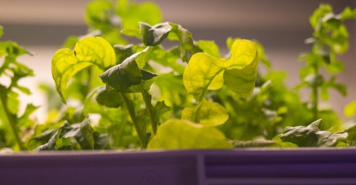 Green agri-tech firm LettUs Grow lands £400k of seed funding