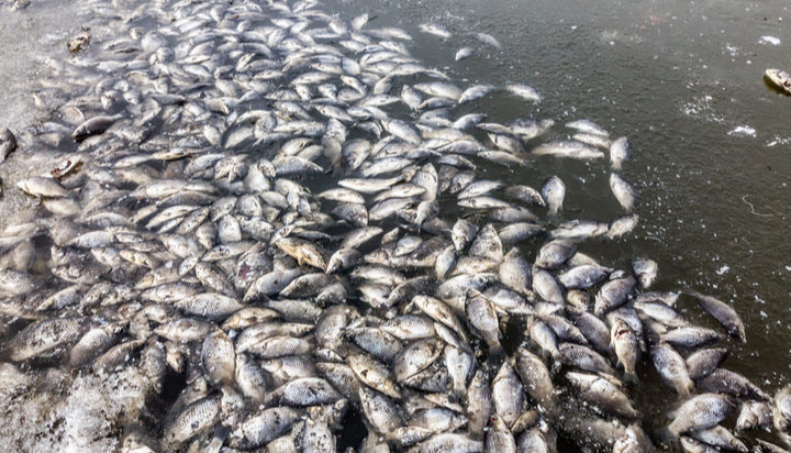 last spiselige influenza Climate conditions and wildfires causing massive fish die-offs in Australia  - Energy Live News