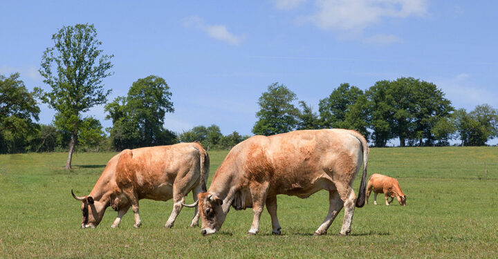 Scottish farmer-led group beefs up against climate change