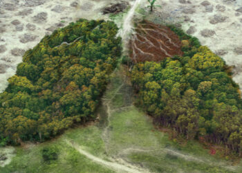 UK Government launches £16m package to protect Amazon rainforest