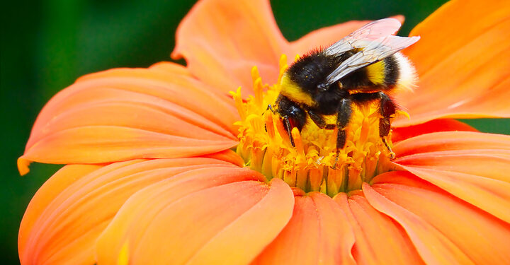 Lightsource BP starts construction of ‘bee-friendly’ solar farm in California