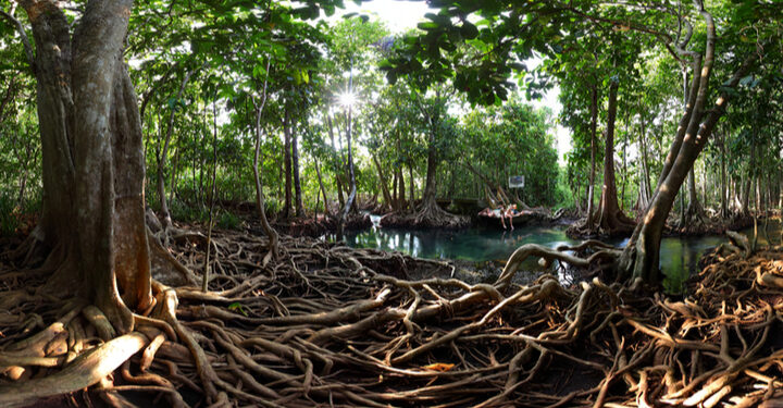 Conserving tropical peatlands ‘is vital to protecting humans from infectious disease’