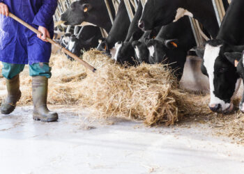 Australian farmers secure energy efficiency grants to lower their electricity bills