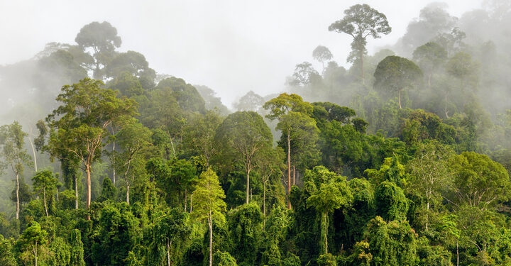 UK announces £150m package to save tropical rainforests