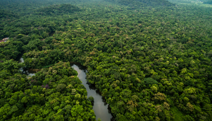 Total to plant 40,000-hectare forest in Congo