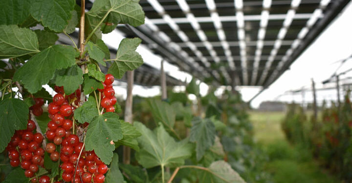 Can berries grow better under solar panels?