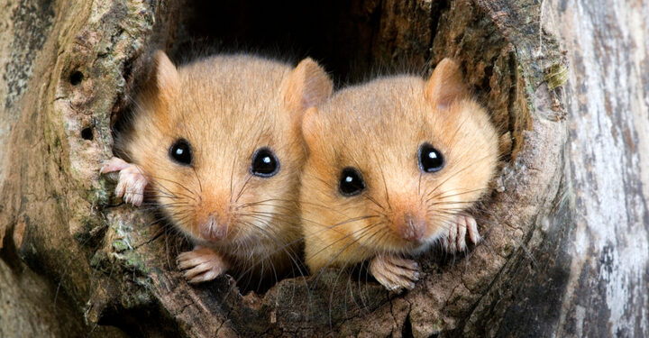 Dormice to get protection!