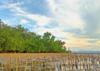 Better managed peatlands ‘could slash half a billion tonnes of CO2’
