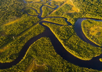 UK joins international alliance to reduce deforestation in the Peruvian Amazon rainforest