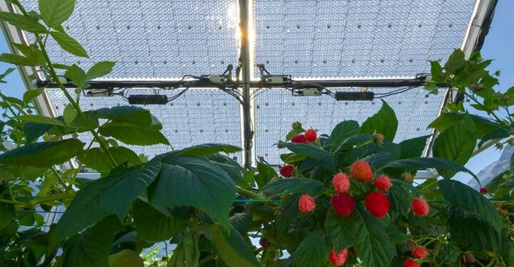 Transparent solar panels, farmers’ most fruitful tool?