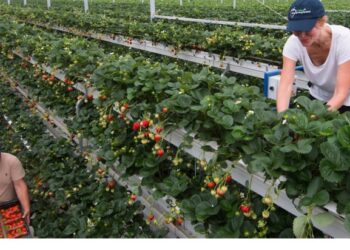 British strawberries go vertical for bigger yields!