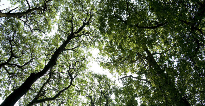 New forest to be created in North East to promote a ‘greener future’