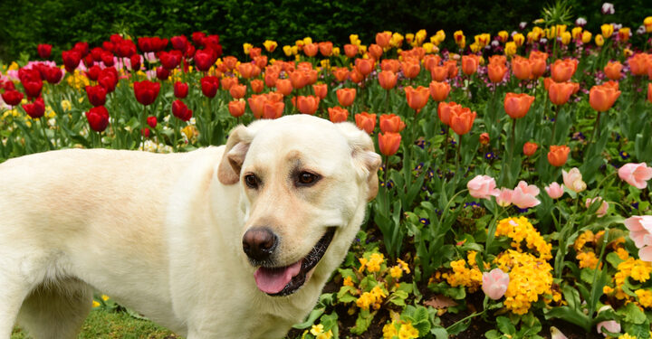 Dog-poo capital of the UK is crowned – but where is it?