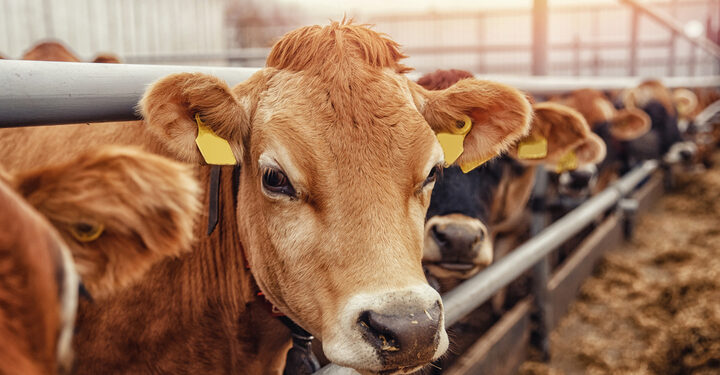 Nearly 20 cattle firms ‘generate more emissions than Britain, Germany or France’