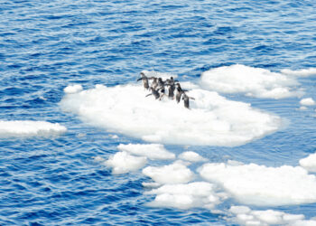 ‘Colder winters caused by Arctic global warming’