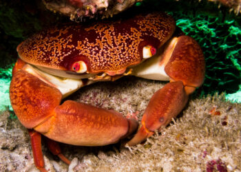 Cables can get crustaceans crabby!