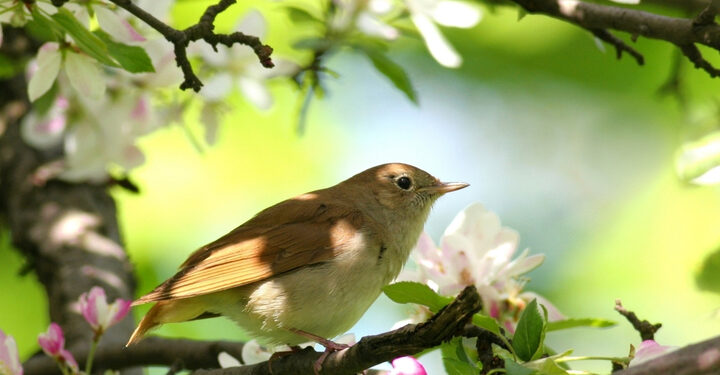 Climate change now hurts bird migration, UK scientists warn