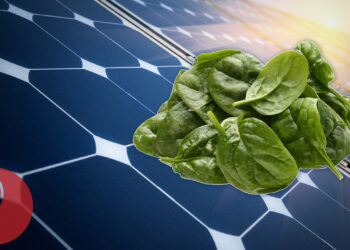 Solar and spinach could offer low carbon path for crop yields in deserts