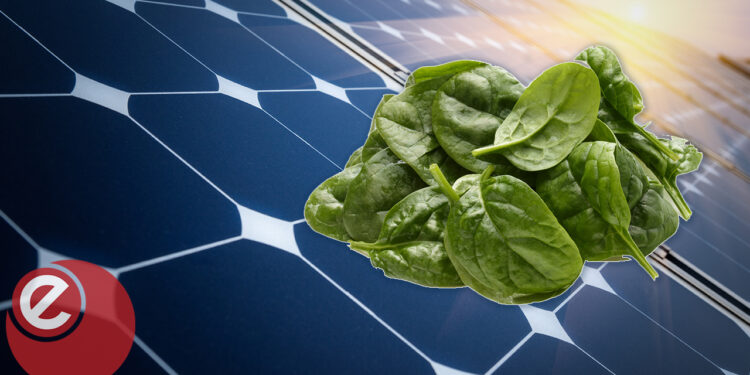 Solar and spinach could offer low carbon path for crop yields in deserts