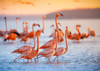 Mining for electric cars is harming flamingos!