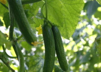 Not so cool for cucumbers!
