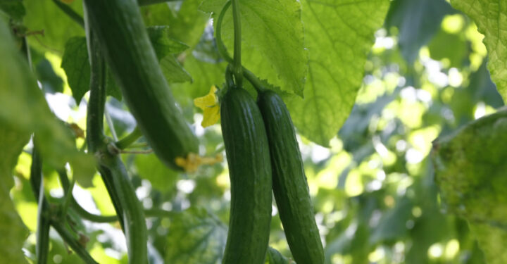 Not so cool for cucumbers!