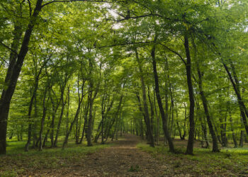 Romania granted EU approval for €500m forestry scheme