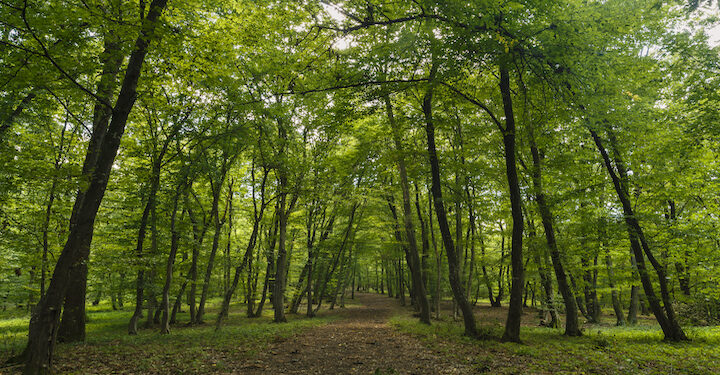 Romania granted EU approval for €500m forestry scheme